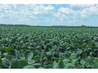 Farmland in Benton & Boone Counties, Indiana - LAND AUCTION - 118.5+/- ACRES IN 3 TRACTS IN BENTON & BOONE COUNTIES, INDIANA